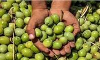 برداشت ۸۵ درصدی زیتون از باغات جنوب گیلان